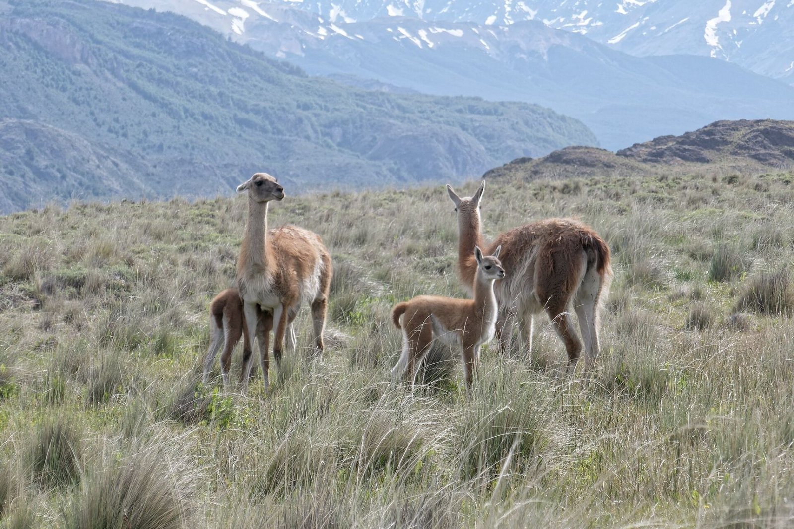Guanacos no vale do Chacabuco