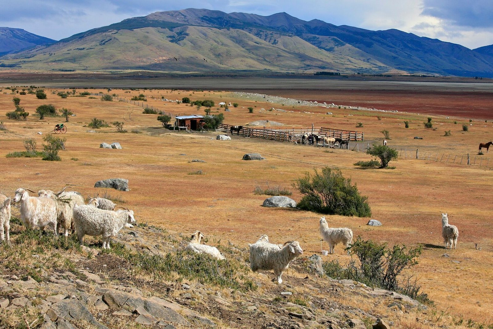 Ovelhas numa estância da estepe